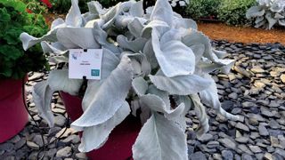 Senecio candidans Angel Wings® ©P.Fayolle Senecio candidans Angel Wings® ©P.Fayolle